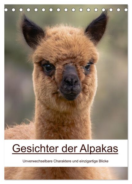 Gesichter der Alpakas - Unverwechselbare Charaktere und einzigartige Blicke (Tischkalender 2026 DIN A5 hoch) CALVENDO Monatskalender