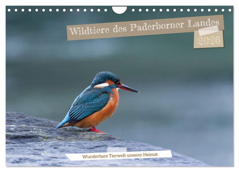 Wildtiere des Paderborner Landes (Wandkalender 2026 DIN A4 quer) CALVENDO Monatskalender