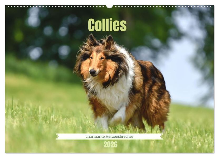 Collies - charmante Herzensbrecher (Wandkalender 2026 DIN A2 quer) CALVENDO Monatskalender