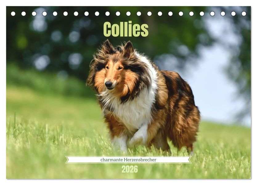 Collies - charmante Herzensbrecher (Tischkalender 2026 DIN A5 quer) CALVENDO Monatskalender
