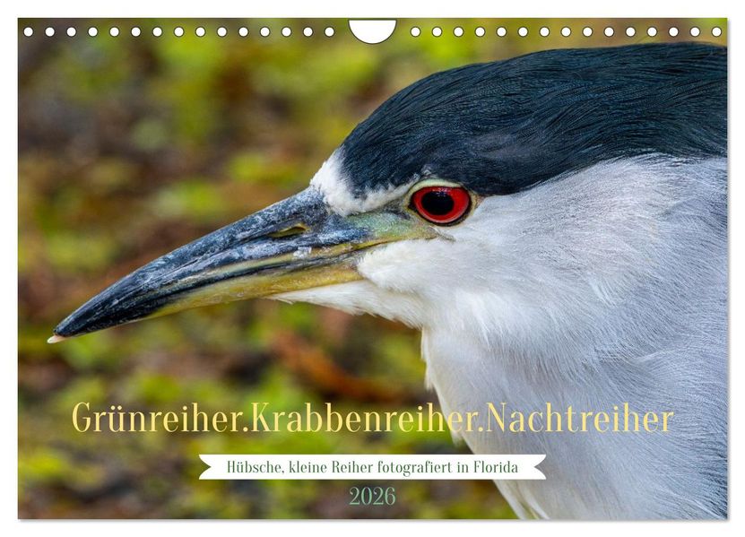 Grünreiher - Krabbenreiher - Nachtreiher (Wandkalender 2026 DIN A4 quer) CALVENDO Monatskalender
