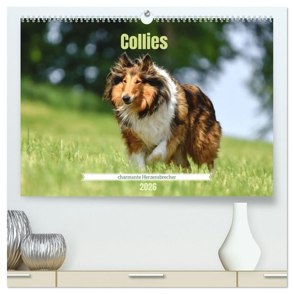 Collies - charmante Herzensbrecher (hochwertiger Premium Wandkalender 2026 DIN A2 quer) Kunstdruck in Hochglanz