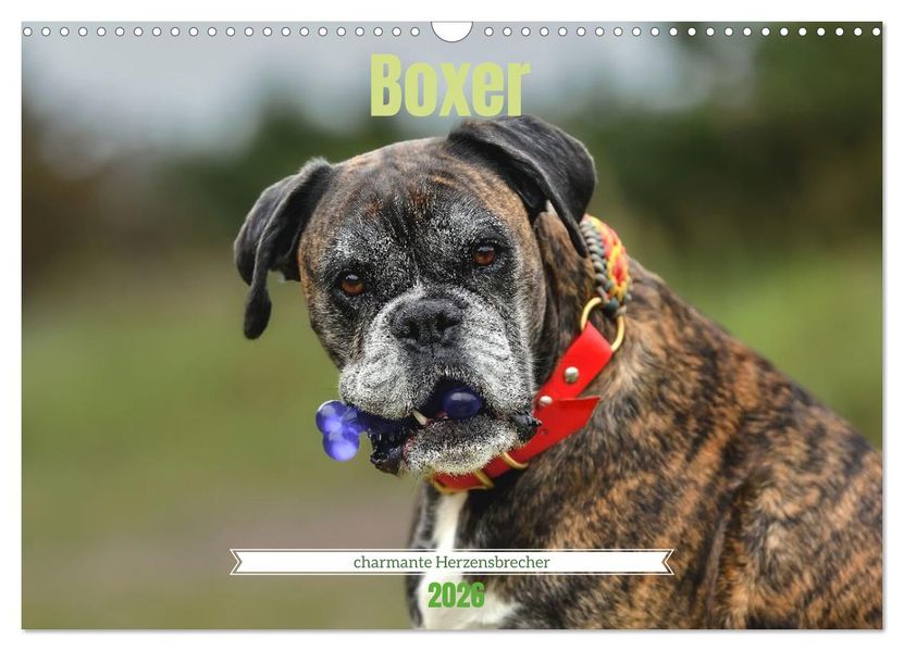 Boxer - charmante Herzensbrecher (Wandkalender 2026 DIN A3 quer) CALVENDO Monatskalender