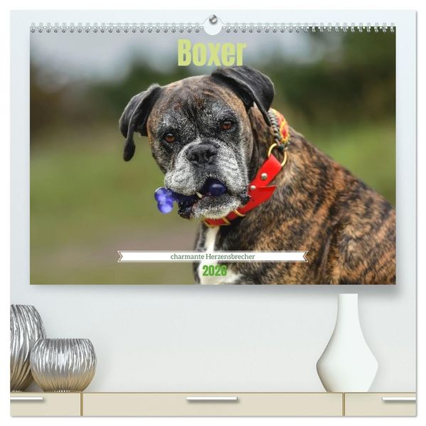 Boxer - charmante Herzensbrecher (hochwertiger Premium Wandkalender 2026 DIN A2 quer) Kunstdruck in Hochglanz