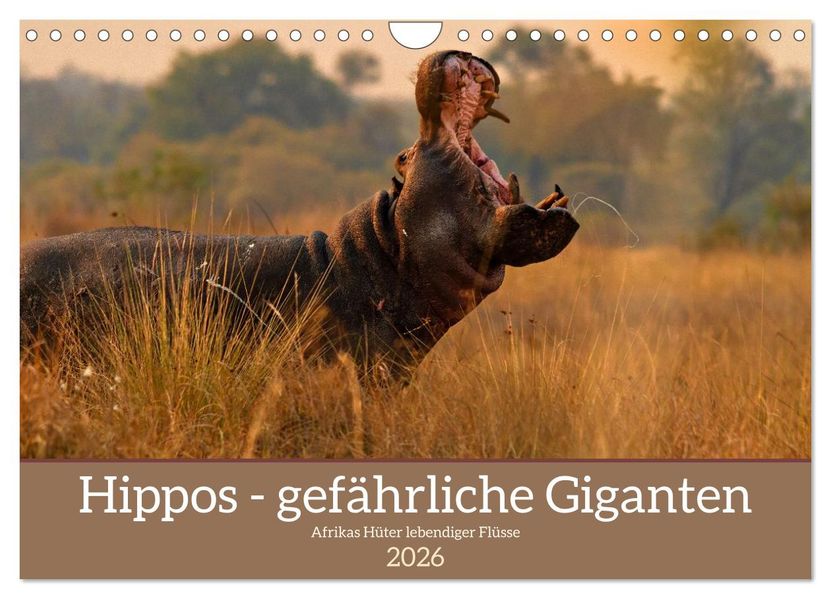 Hippos - Gefährliche Giganten (Wandkalender 2026 DIN A4 quer) CALVENDO Monatskalender