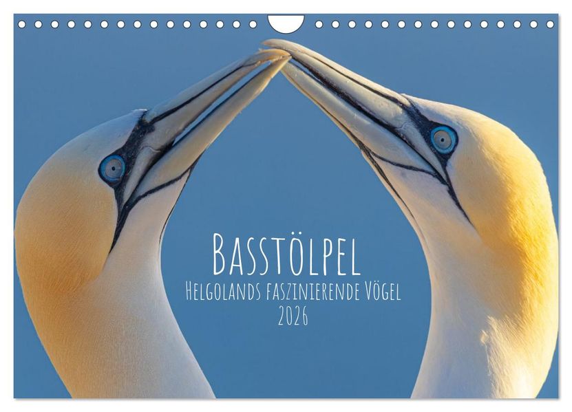 Basstölpel - Helgolands faszinierende Vögel (Wandkalender 2026 DIN A4 quer) CALVENDO Monatskalender