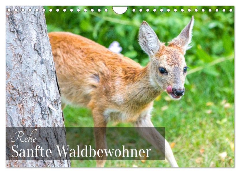 Rehe - Sanfte Waldbewohner (Wandkalender 2026 DIN A4 quer) CALVENDO Monatskalender