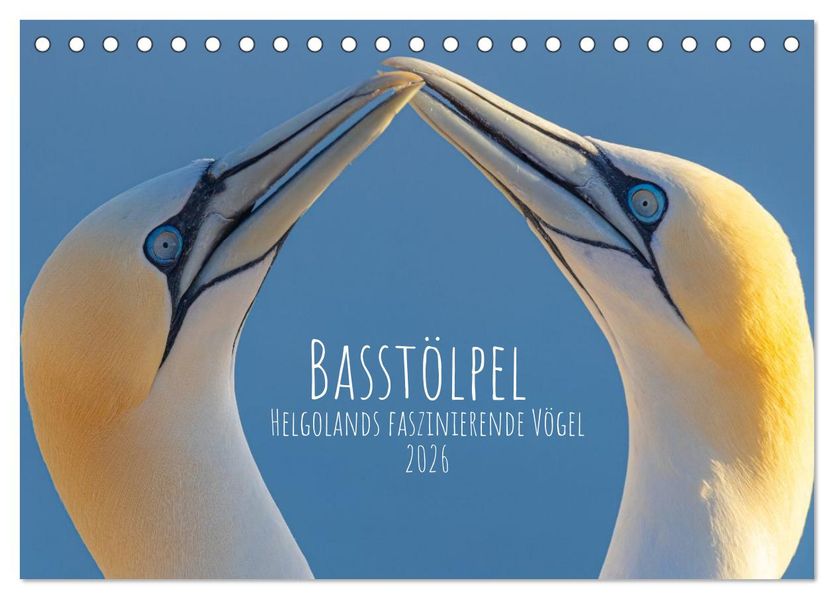 Basstölpel - Helgolands faszinierende Vögel (Tischkalender 2026 DIN A5 quer) CALVENDO Monatskalender