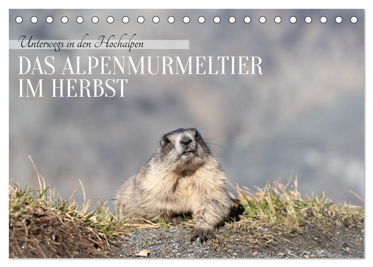 Unterwegs in den Hochalpen - Das Alpenmurmeltier im Herbst (Tischkalender 2026 DIN A5 quer) CALVENDO Monatskalender