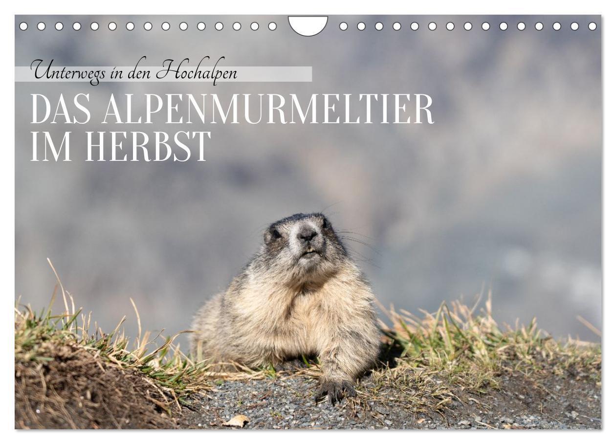 Unterwegs in den Hochalpen - Das Alpenmurmeltier im Herbst (Wandkalender 2026 DIN A4 quer) CALVENDO Monatskalender