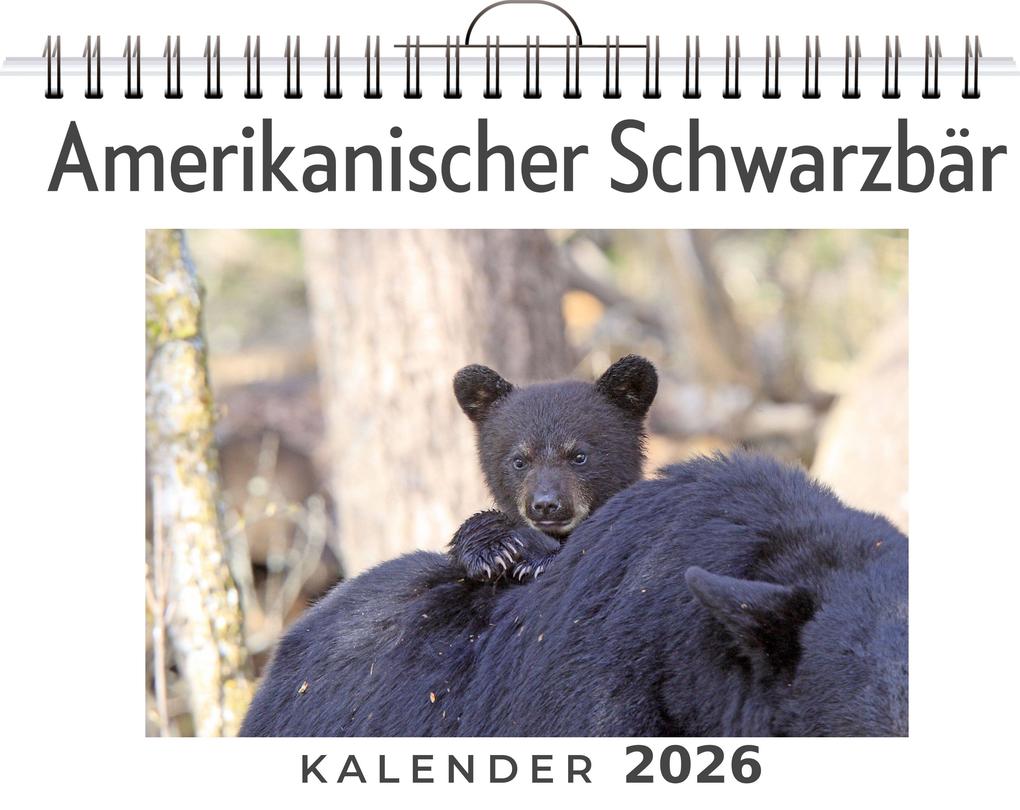 Amerikanischer Schwarzbär
