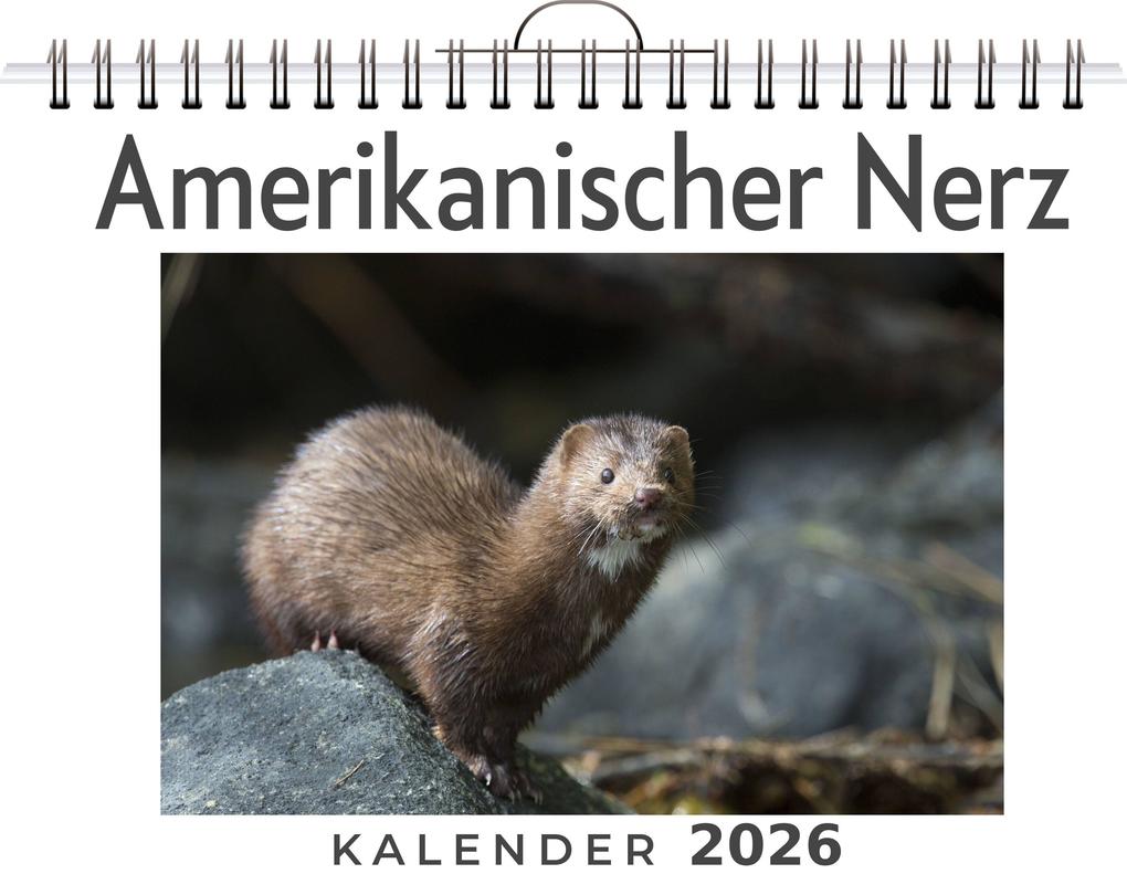 Amerikanischer Nerz