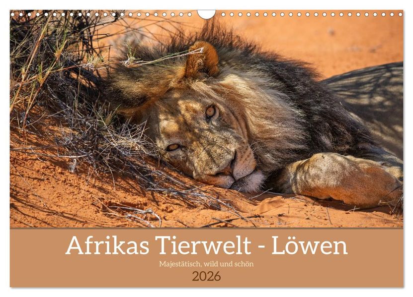 Afrikas Tierwelt - Löwen (Wandkalender 2026 DIN A3 quer) CALVENDO Monatskalender