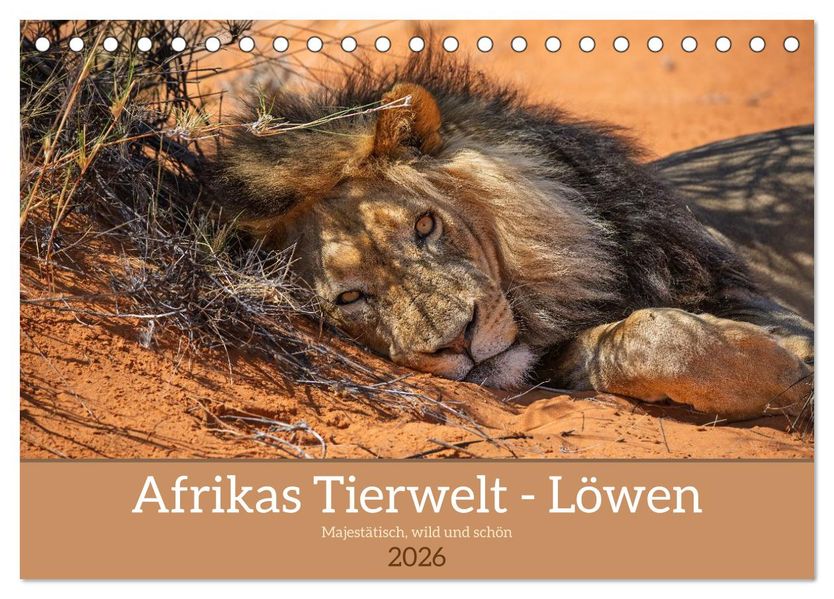 Afrikas Tierwelt - Löwen (Tischkalender 2026 DIN A5 quer) CALVENDO Monatskalender