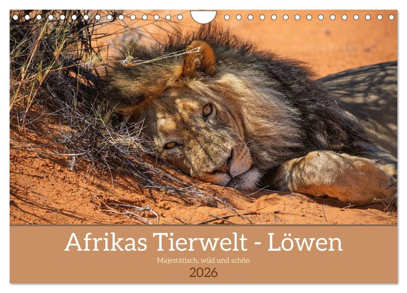 Afrikas Tierwelt - Löwen (Wandkalender 2026 DIN A4 quer) CALVENDO Monatskalender