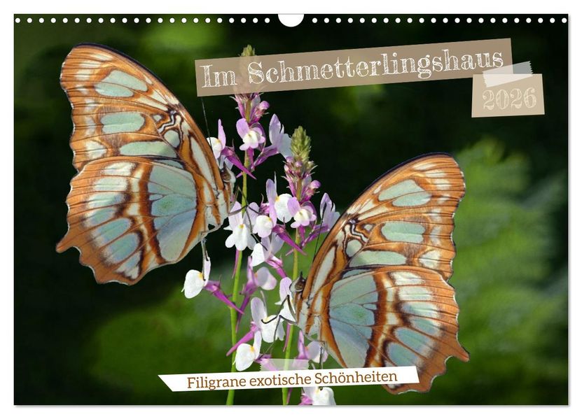 Im Schmetterlingshaus (Wandkalender 2026 DIN A3 quer) CALVENDO Monatskalender
