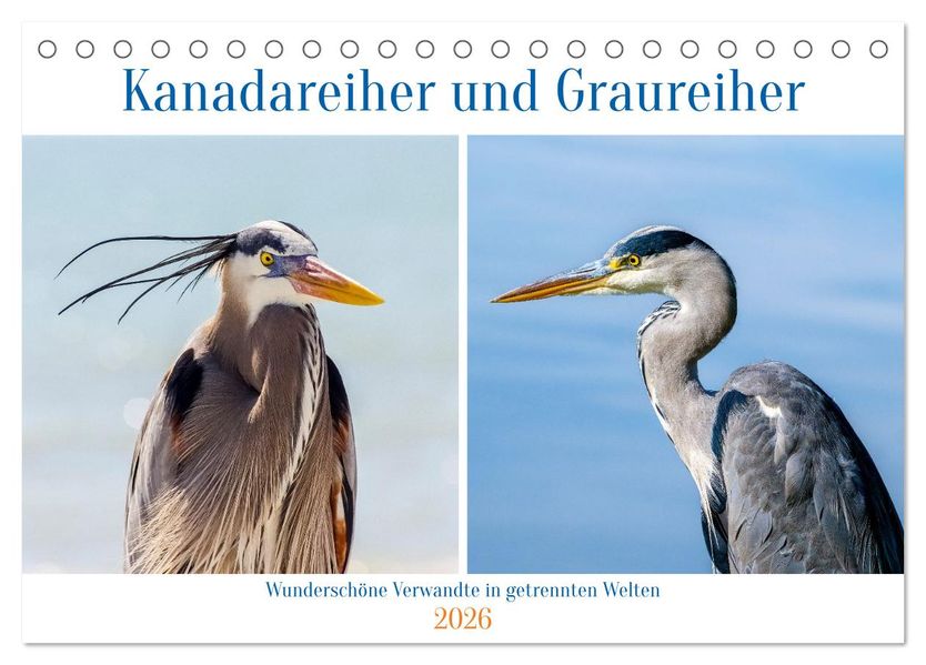 Kanadareiher und Graureiher (Tischkalender 2026 DIN A5 quer) CALVENDO Monatskalender