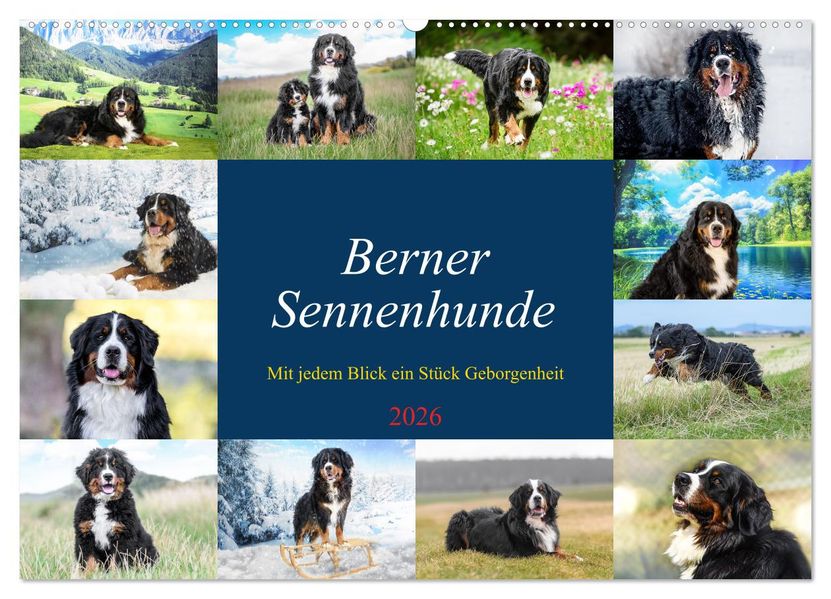 Berner Sennenhunde - Mit jedem Blick ein Stück Geborgenheit (Wandkalender 2026 DIN A2 quer) CALVENDO Monatskalender