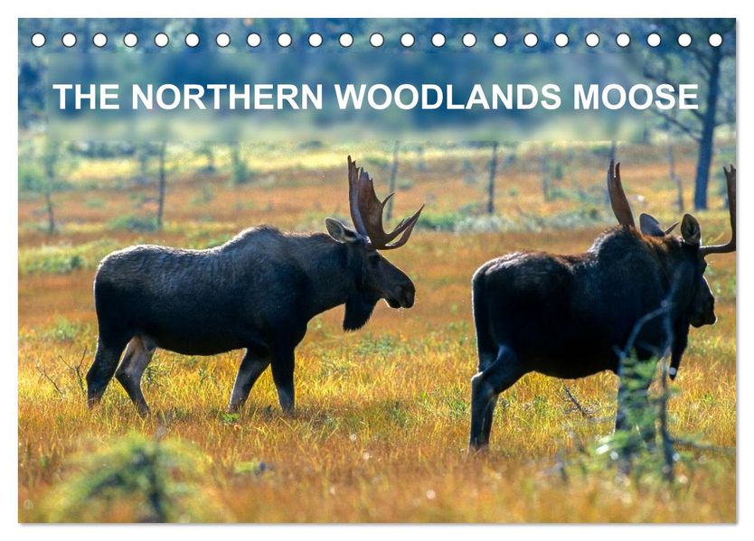THE NORTHERN WOODLANDS MOOSE (Desk Calendar 2026 DIN A5 landscape) CALVENDO 12 Month DeskCalendar