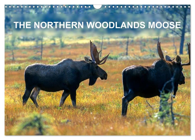 THE NORTHERN WOODLANDS MOOSE (Wall Calendar 2026 DIN A3 landscape) CALVENDO 12 Month Wall Calendar