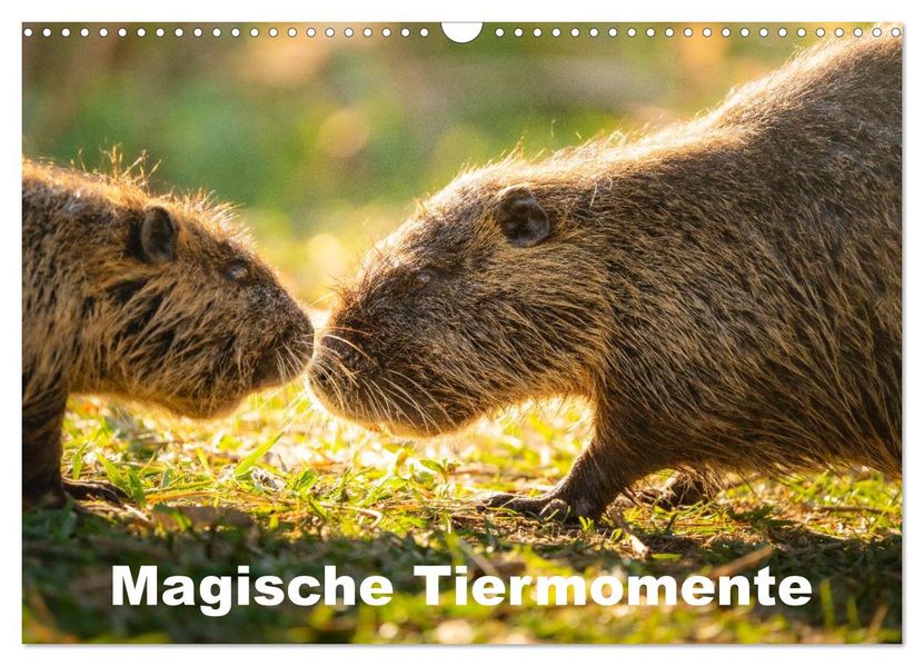 Magische Tiermomente (Wandkalender 2026 DIN A3 quer) CALVENDO Monatskalender