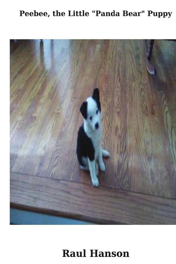 Peebee the Little 'Panda Bear' Puppy
