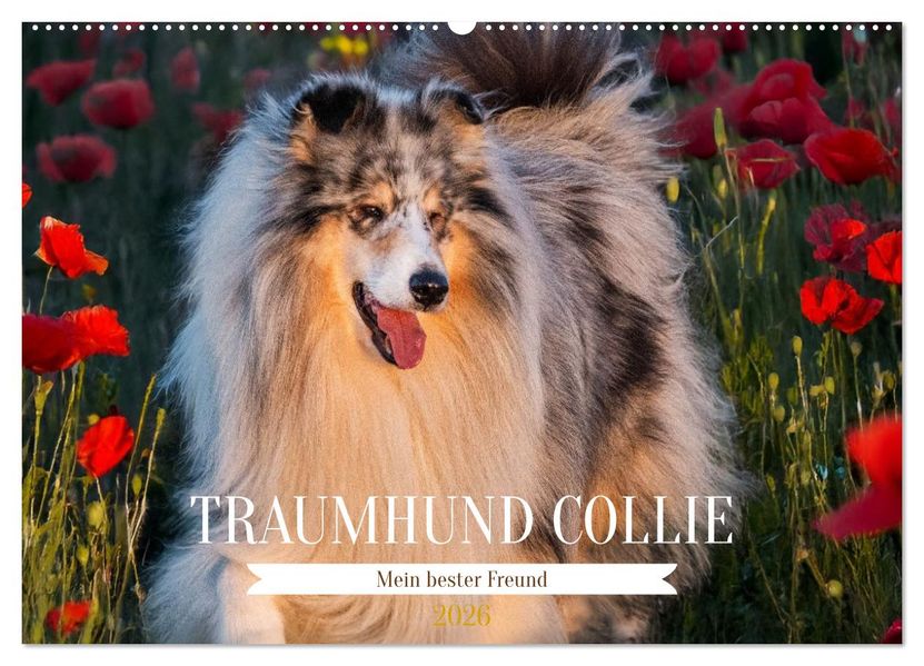 Traumhund Collie - Mein bester Freund (Wandkalender 2026 DIN A2 quer) CALVENDO Monatskalender
