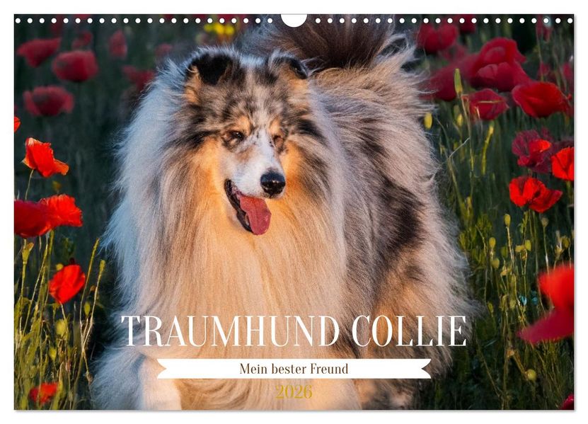 Traumhund Collie - Mein bester Freund (Wandkalender 2026 DIN A3 quer) CALVENDO Monatskalender