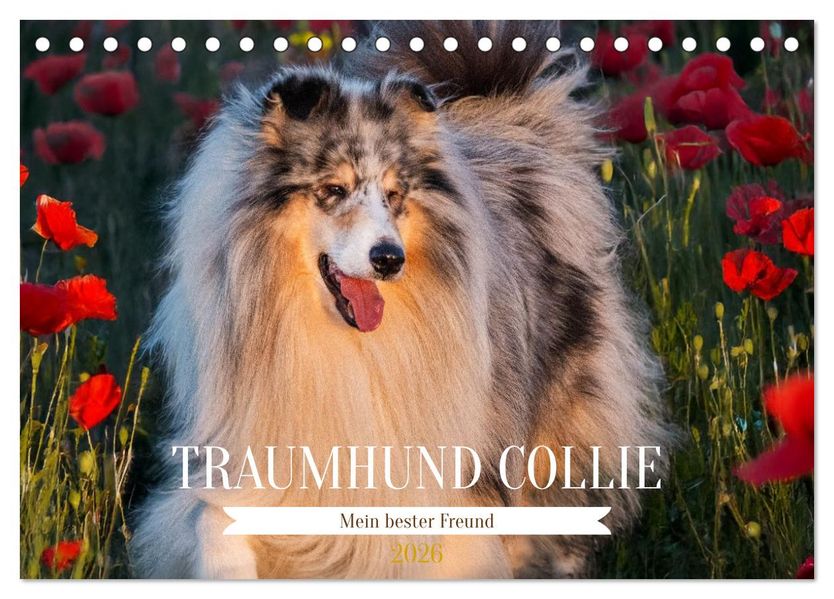 Traumhund Collie - Mein bester Freund (Tischkalender 2026 DIN A5 quer) CALVENDO Monatskalender