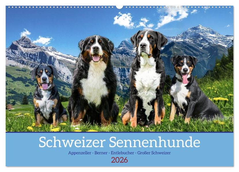 Schweizer Sennenhunde - Appenzeller - Berner - Entlebucher - Große Schweizer (Wandkalender 2026 DIN A2 quer) CALVENDO Monatskalender