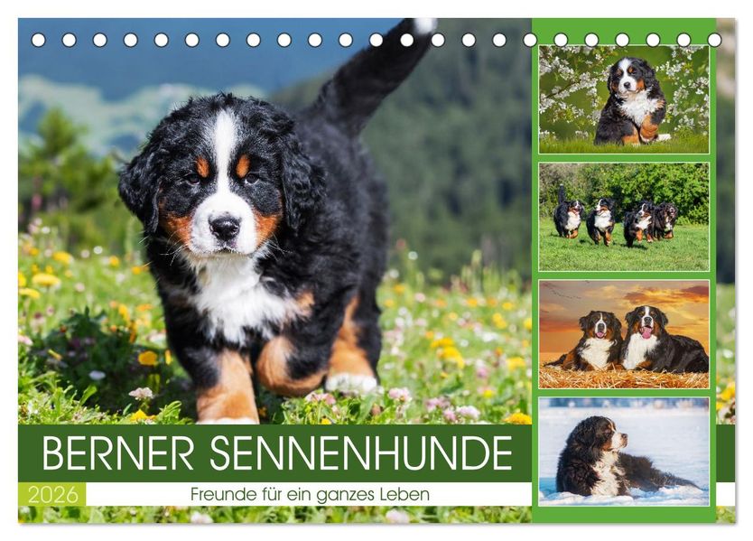 Berner Sennenhunde - Freunde für ein ganzes Leben (Tischkalender 2026 DIN A5 quer) CALVENDO Monatskalender