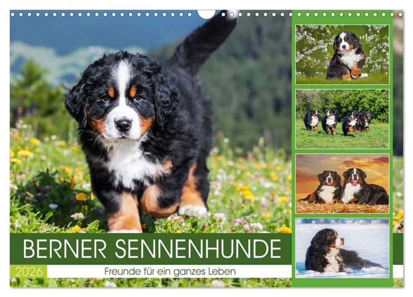 Berner Sennenhunde - Freunde für ein ganzes Leben (Wandkalender 2026 DIN A3 quer) CALVENDO Monatskalender