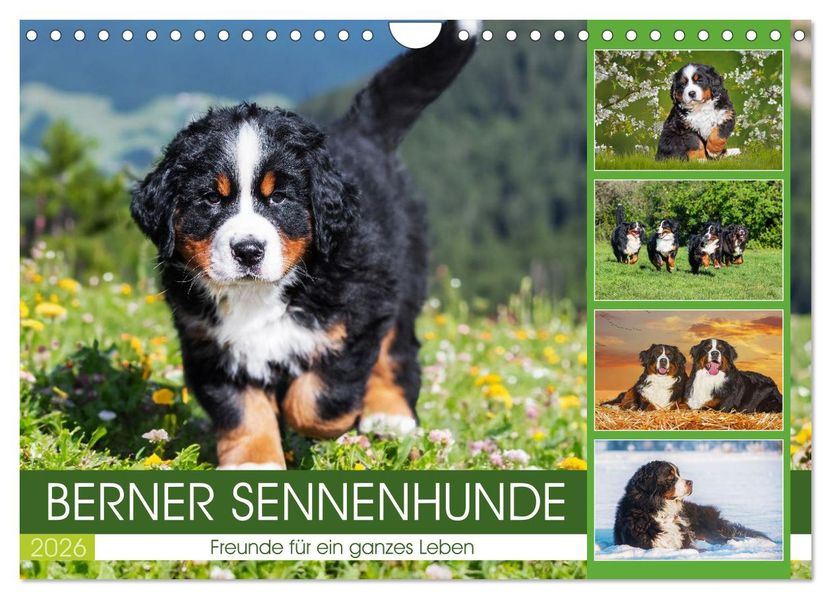 Berner Sennenhunde - Freunde für ein ganzes Leben (Wandkalender 2026 DIN A4 quer) CALVENDO Monatskalender