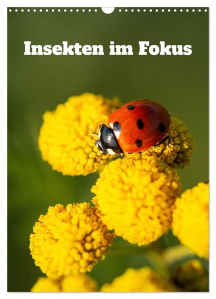Insekten im Fokus (Wandkalender 2026 DIN A3 hoch) CALVENDO Monatskalender