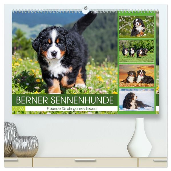Berner Sennenhunde - Freunde für ein ganzes Leben (hochwertiger Premium Wandkalender 2026 DIN A2 quer) Kunstdruck in Hochglanz