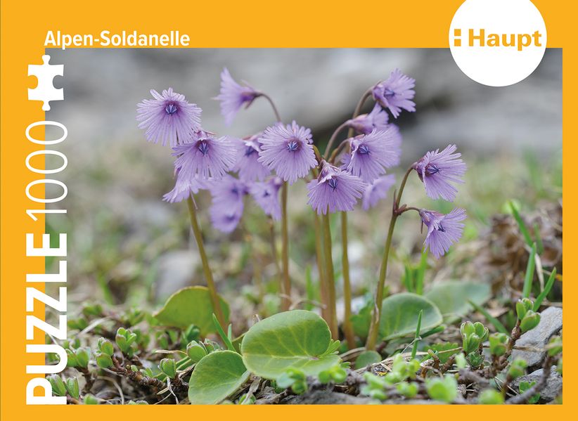 Alpen-Soldanelle - Puzzle. 1000 Teile