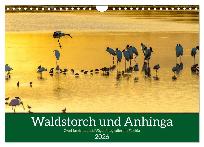 Waldstorch und Anhinga (Wandkalender 2026 DIN A4 quer) CALVENDO Monatskalender