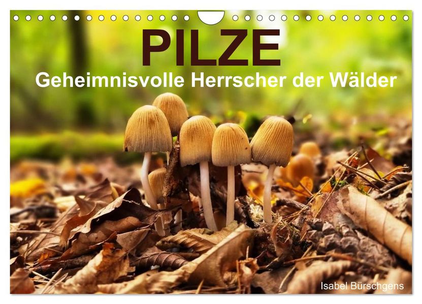 Pilze - Geheimnisvolle Herrscher der Wälder (Wandkalender 2026 DIN A4 quer) CALVENDO Monatskalender