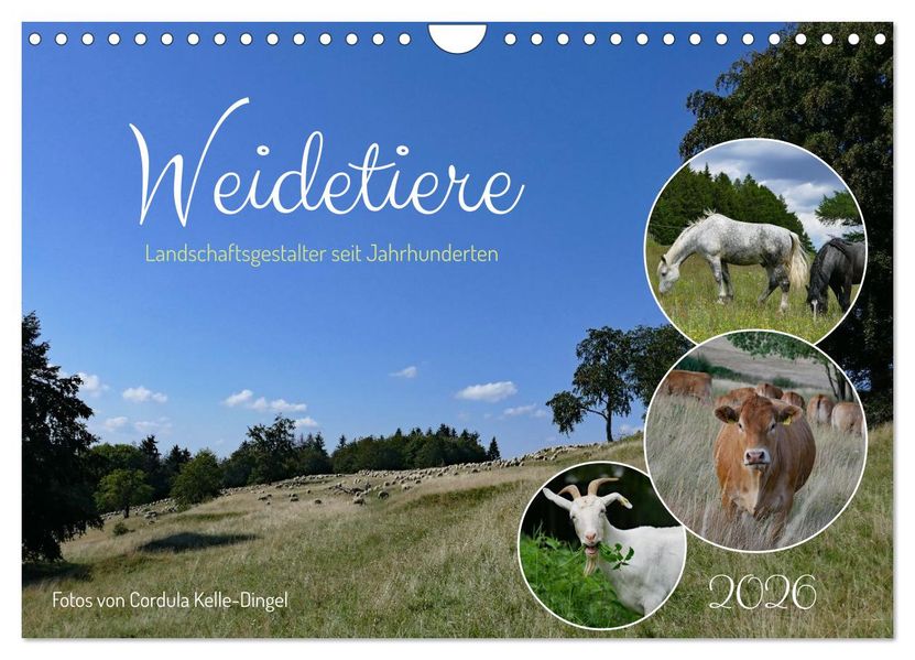 Weidetiere - Landschaftsgestalter seit Jahrhunderten (Wandkalender 2026 DIN A4 quer) CALVENDO Monatskalender
