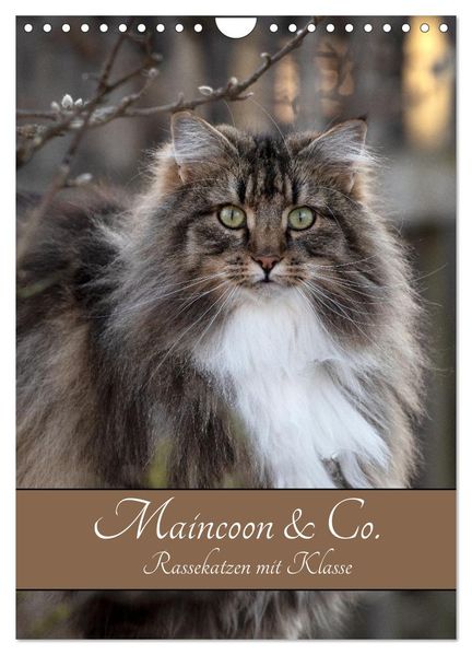 Maincoon & Co. - Rassekatzen mit Klasse (Wandkalender 2026 DIN A4 hoch) CALVENDO Monatskalender