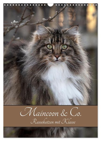 Maincoon & Co. - Rassekatzen mit Klasse (Wandkalender 2026 DIN A3 hoch) CALVENDO Monatskalender