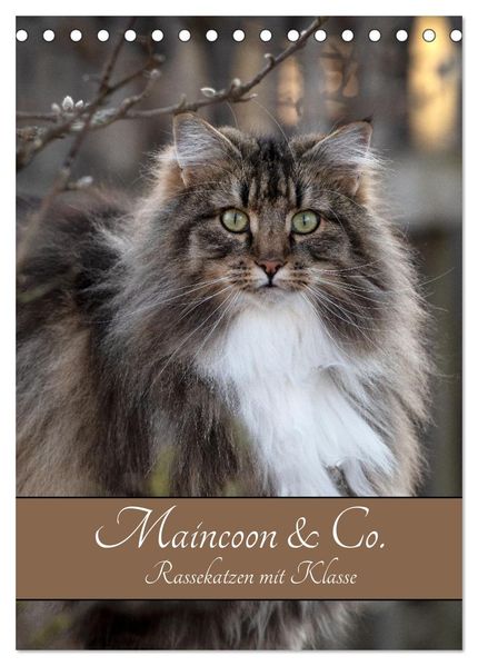 Maincoon & Co. - Rassekatzen mit Klasse (Tischkalender 2026 DIN A5 hoch) CALVENDO Monatskalender