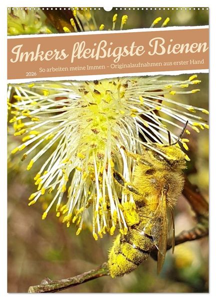 Imkers fleißigste Bienen - So arbeiten meine Immen - Originalaufnahmen aus erster Hand (Wandkalender 2026 DIN A2 hoch) CALVENDO Monatskalender