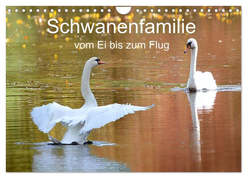 Schwanenfamilie vom Ei bis zum Fliegen. (Wandkalender 2026 DIN A4 quer) CALVENDO Monatskalender