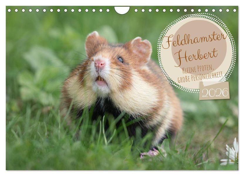 Feldhamster Herbert Kleine Pfoten große Persönlichkeit (Wandkalender 2026 DIN A4 quer) CALVENDO Monatskalender