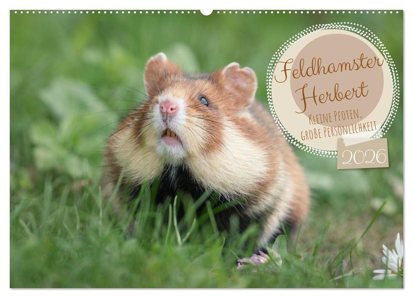Feldhamster Herbert Kleine Pfoten große Persönlichkeit (Wandkalender 2026 DIN A2 quer) CALVENDO Monatskalender
