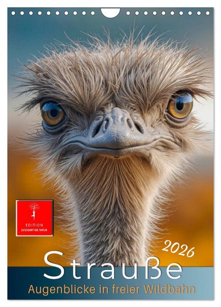 Strauße - Augenblicke in freier Wildbahn (Wandkalender 2026 DIN A4 hoch) CALVENDO Monatskalender
