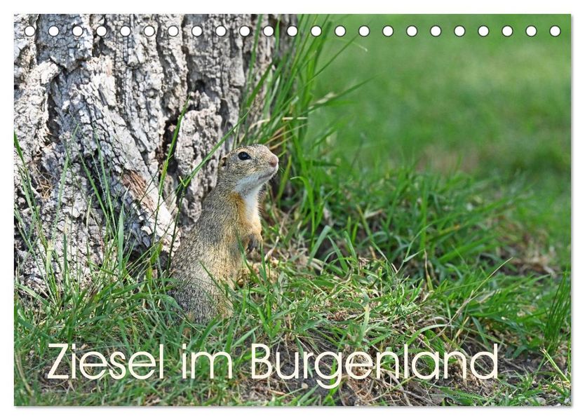 Ziesel im Burgenland (Tischkalender 2026 DIN A5 quer) CALVENDO Monatskalender