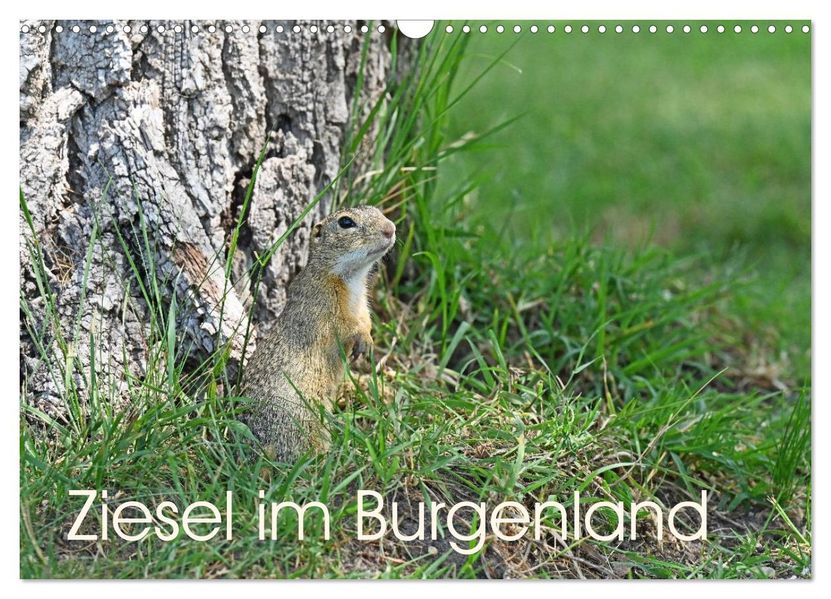 Ziesel im Burgenland (Wandkalender 2026 DIN A3 quer) CALVENDO Monatskalender
