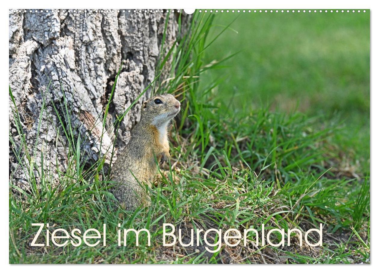 Ziesel im Burgenland (Wandkalender 2026 DIN A2 quer) CALVENDO Monatskalender